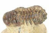 Crotalocephalina Trilobite - Lghaft, Morocco #273875-1